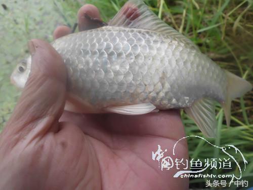 闷热缺氧鱼上浮不开口怎么钓,闷热鱼难钓为什么午时鱼难钓