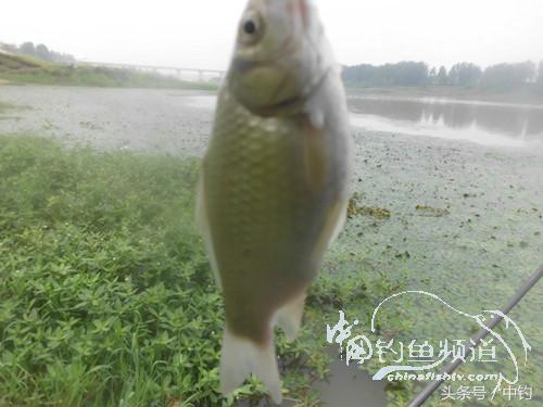 闷热缺氧鱼上浮不开口怎么钓,闷热鱼难钓为什么午时鱼难钓