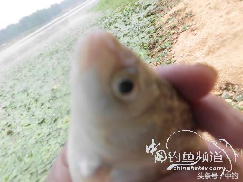 闷热缺氧鱼上浮不开口怎么钓,闷热鱼难钓为什么午时鱼难钓
