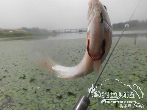 闷热缺氧鱼上浮不开口怎么钓,闷热鱼难钓为什么午时鱼难钓