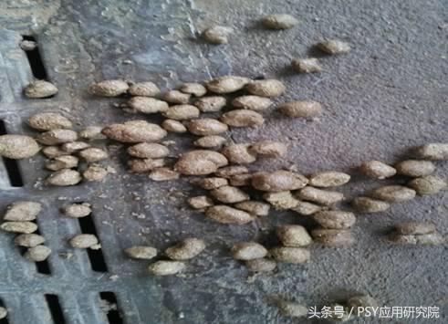 母猪存在问题怎么办,母猪泌乳是什么