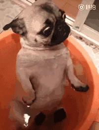 巴哥委屈吗,巴哥眼里泪汪汪的怎么回事