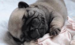 巴哥委屈吗,巴哥眼里泪汪汪的怎么回事