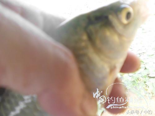 闷热缺氧鱼上浮不开口怎么钓,闷热鱼难钓为什么午时鱼难钓