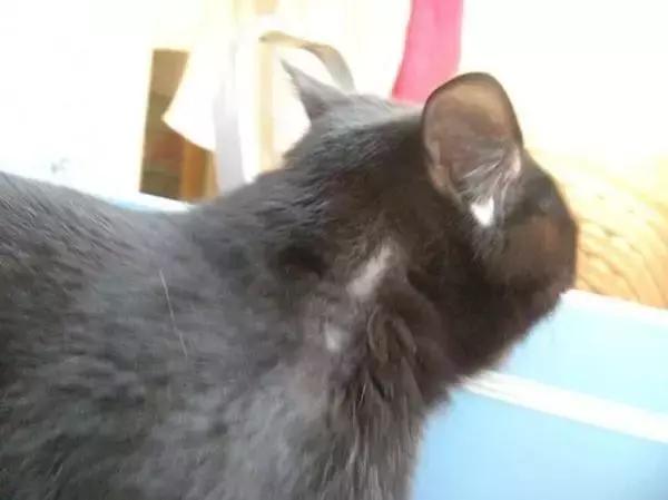 人得猫癣怎么治疗最快,猫得猫癣的原因是什么