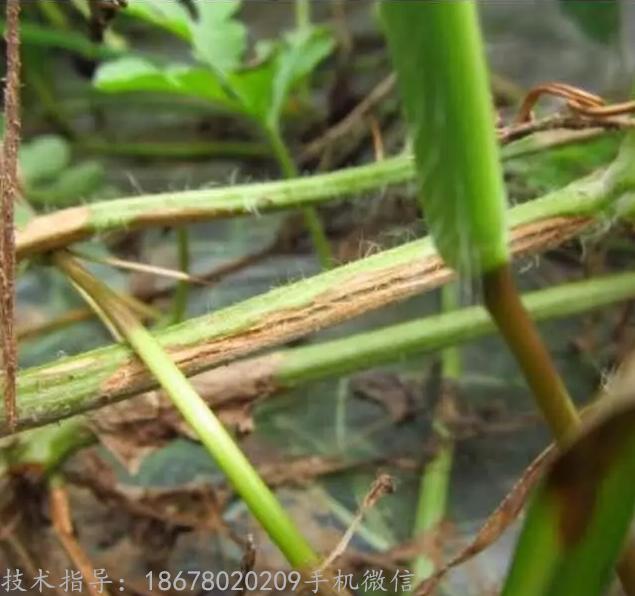 西瓜枯萎病的专用药,西瓜枯萎病的防与治