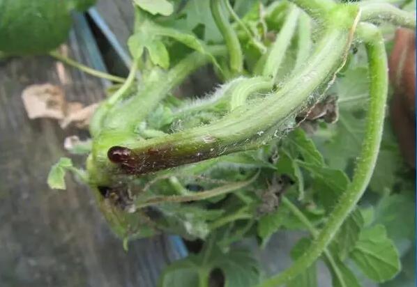 西瓜枯萎病的专用药,西瓜枯萎病的防与治