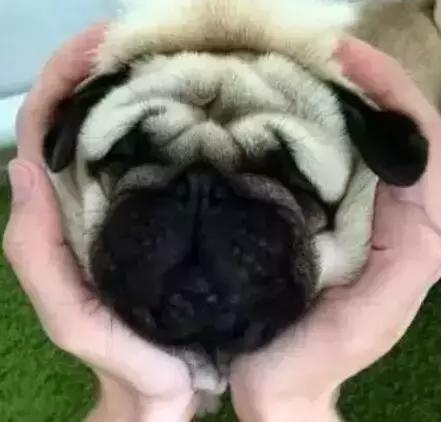 巴哥委屈吗,巴哥眼里泪汪汪的怎么回事