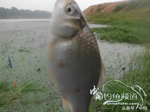 闷热缺氧鱼上浮不开口怎么钓,闷热鱼难钓为什么午时鱼难钓