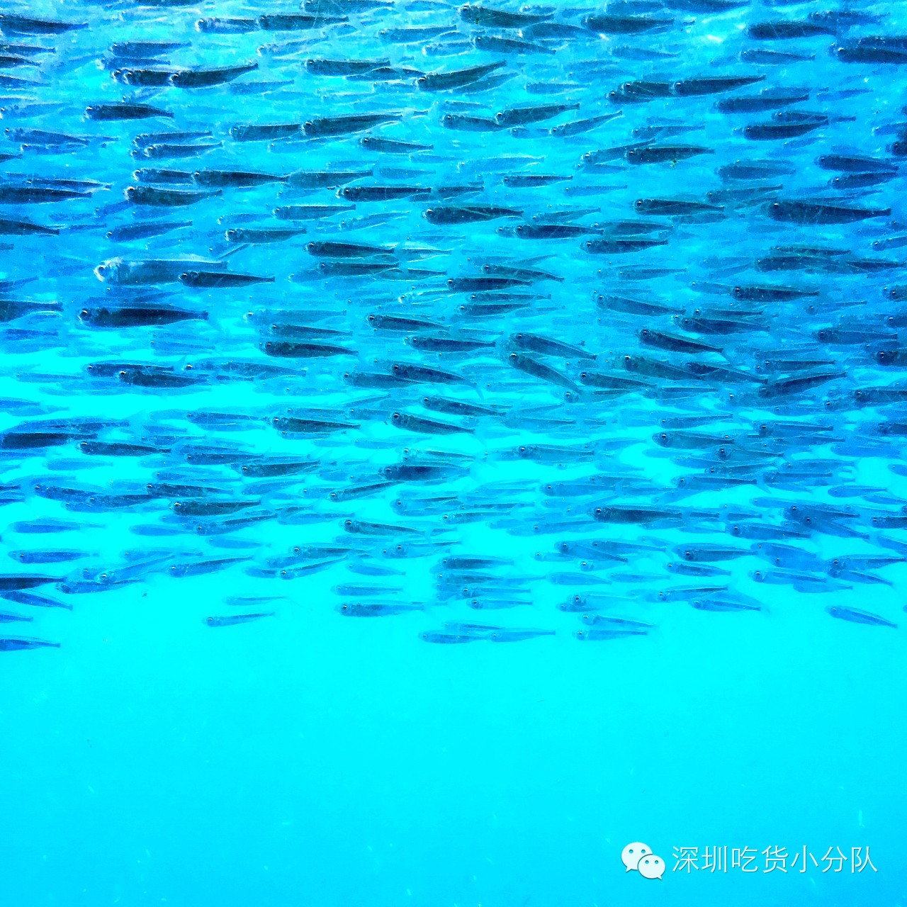 吃货浪游记丨我的胃说想去南半球看看~