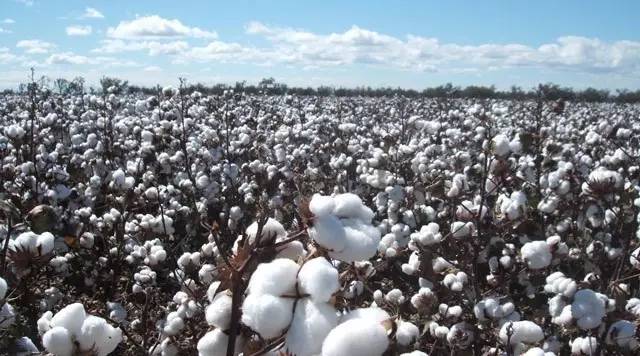 日本化妆棉排行,好物推荐大牌化妆打底