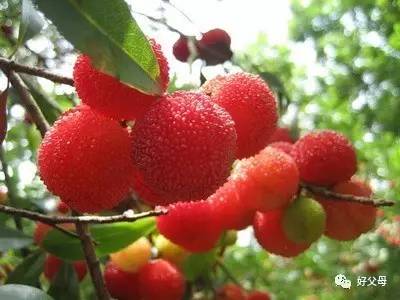 吃杨梅把籽也吞了,为什么吃杨梅嘴里会破皮