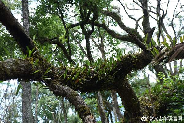 茶人茶语精辟句子,茶人茶语经典语录