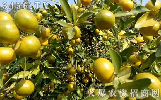 农作物10大病害及防治配方,叶旺立果使用方法