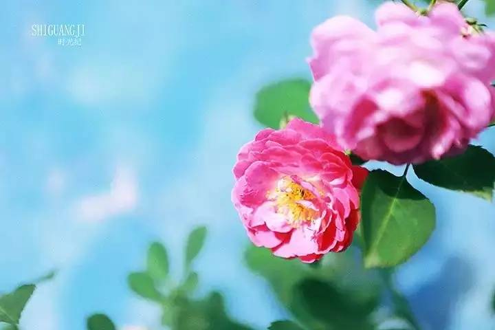 「推荐」告别近视之“绝世秘籍”