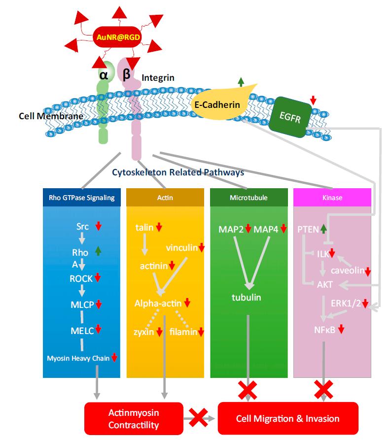 PNAS阻止癌症转移新*器武**：纳米材料+激光打断癌细胞的“腿”