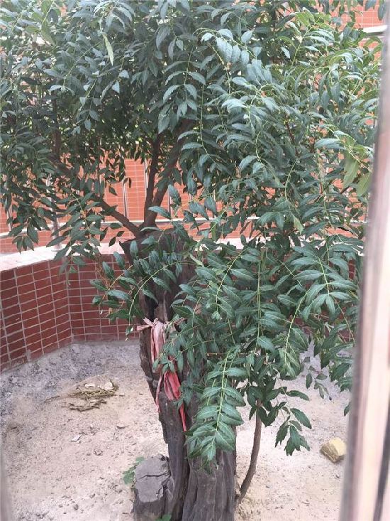 三年的文冠果树能产多少果,文冠果树二十年