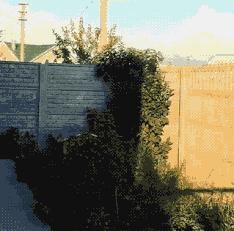 「爱犬」不花1分钱你的狗狗也能有“身份”了丨附8个*证办**地点及哈市禁养犬品种目录