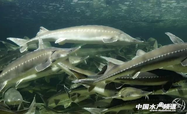 池塘可以放养几条鲟鱼吗,鲟鱼饲养必备条件有哪些