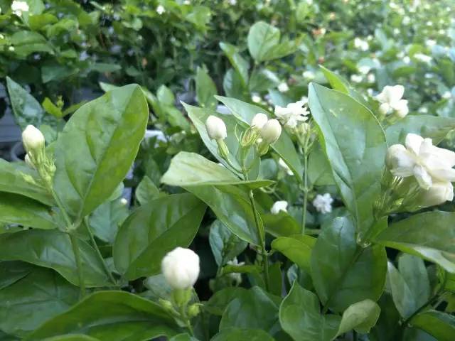 昌吉美食环境优雅,昌吉美食餐厅排行榜前十名