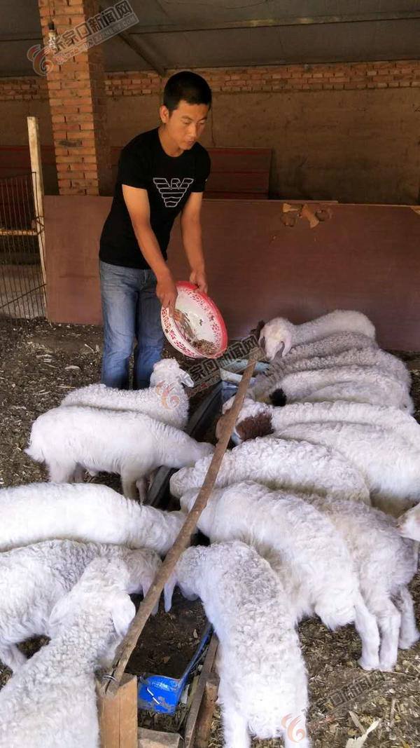 一个80后的养猪记忆,80后的养羊视频