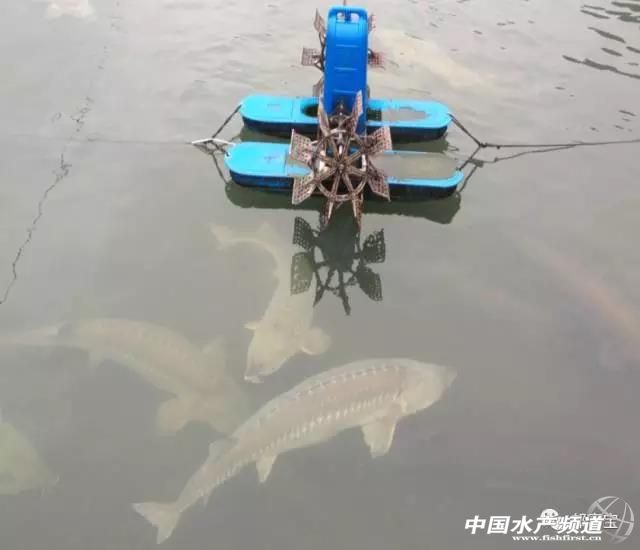 池塘可以放养几条鲟鱼吗,鲟鱼饲养必备条件有哪些