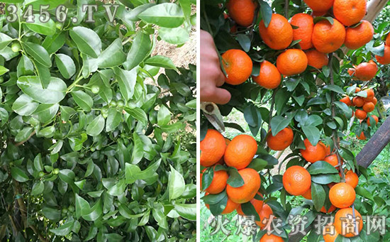 农作物10大病害及防治配方,叶旺立果使用方法