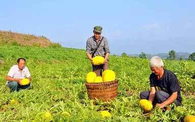 石柱“拇指姑娘”“金姑娘”开采啦！
