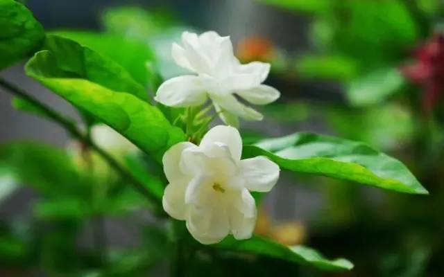 昌吉美食环境优雅,昌吉美食餐厅排行榜前十名