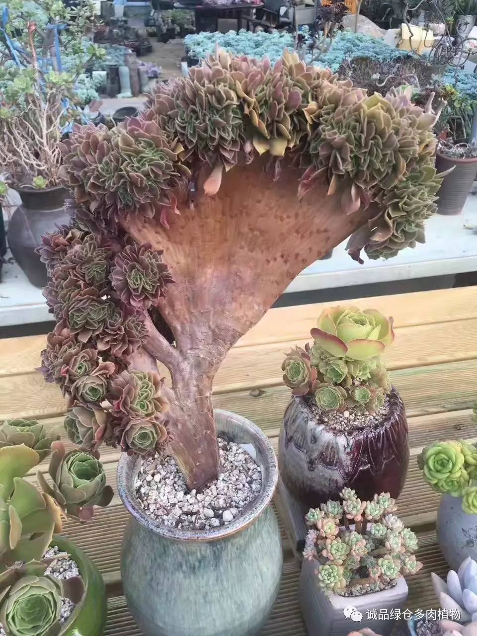 秀妍肉肉倒盆后的变化,多肉大棚展示图