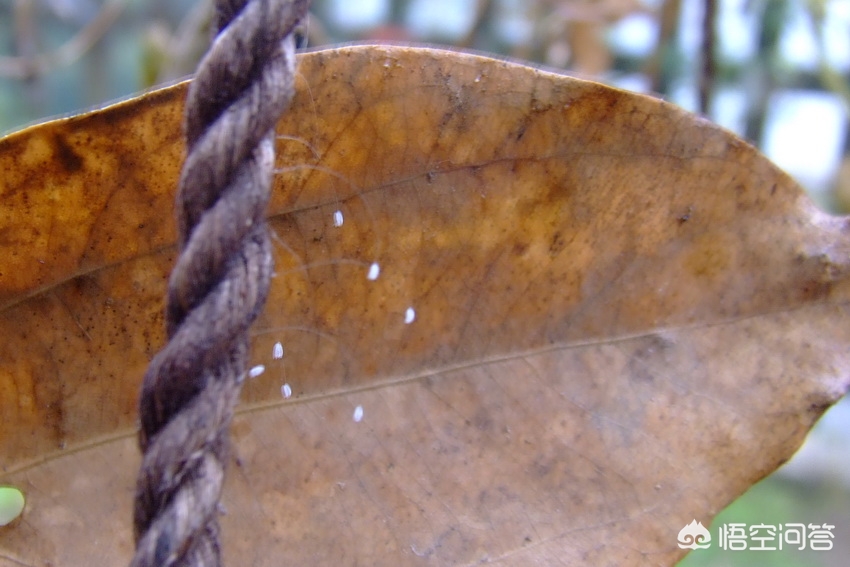 花草上白色小虫子,花草杀菌小妙招