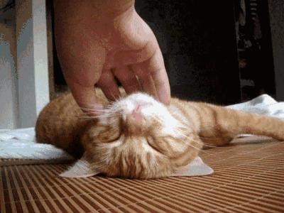 家里有陌生人来猫咪就躲起来,猫咪到新家一直躲