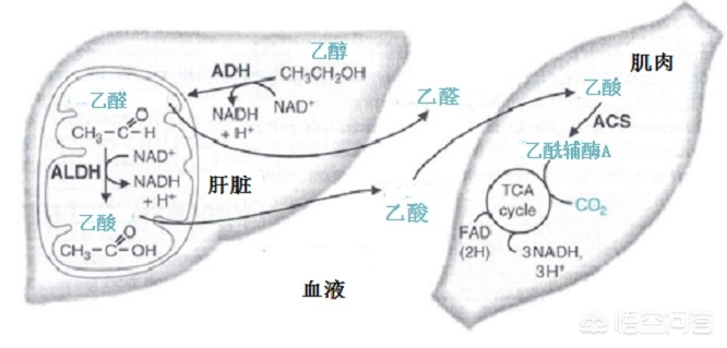 肝脏每天能分解多少酒精,酒精靠肝脏的什么酶分解