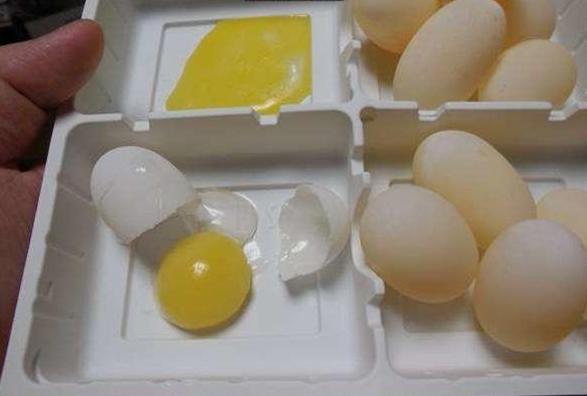 宠物龟生蛋了,宠物龟意外死亡如何处理