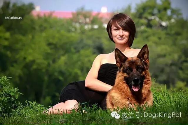 犬的蛋白质营养需求表,小型犬吃的多种维生素