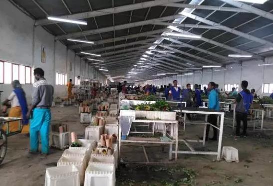 亚洲最大玫瑰花基地,世界最大玫瑰种植基地