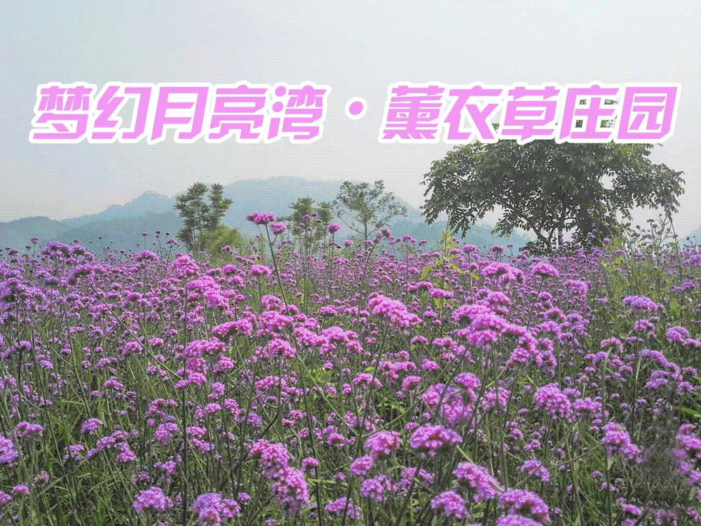 刘家旺普罗旺斯薰衣草花海,法国普罗旺斯薰衣草花海唯美视频