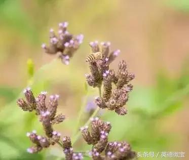 刘家旺普罗旺斯薰衣草花海,法国普罗旺斯薰衣草花海唯美视频