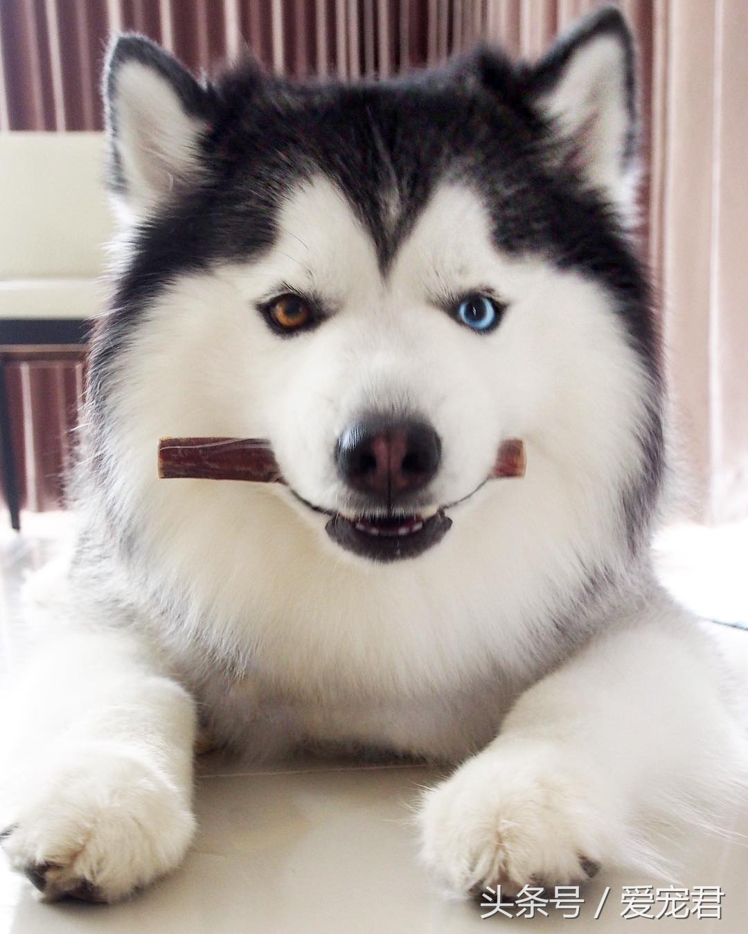 狗狗护食食谱大全,狗狗保护肠胃的食谱