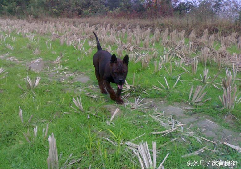 中国顶级川东猎犬,川东猛犬