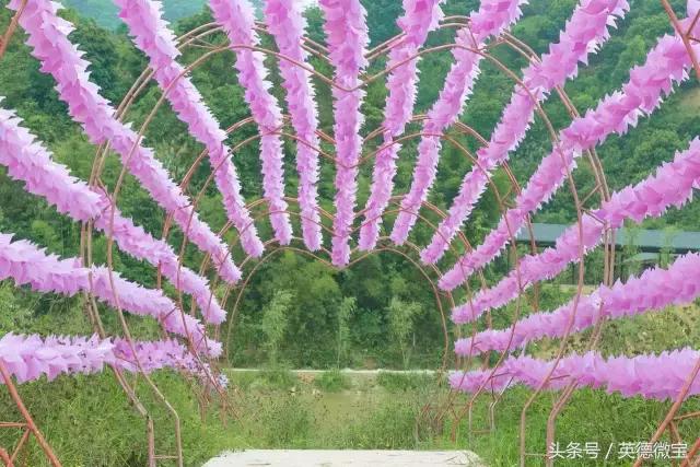 刘家旺普罗旺斯薰衣草花海,法国普罗旺斯薰衣草花海唯美视频