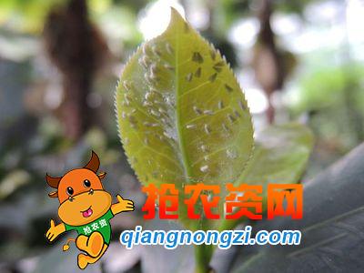 当今的农民最怕的是什么,农民最怕什么