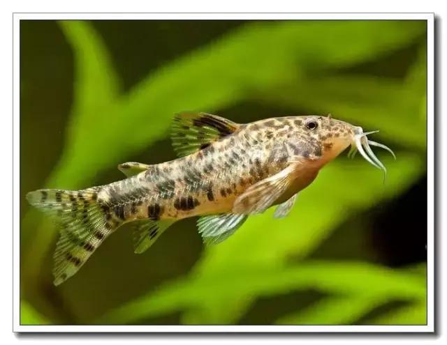 鼠鱼的发病季节,鼠鱼抗病