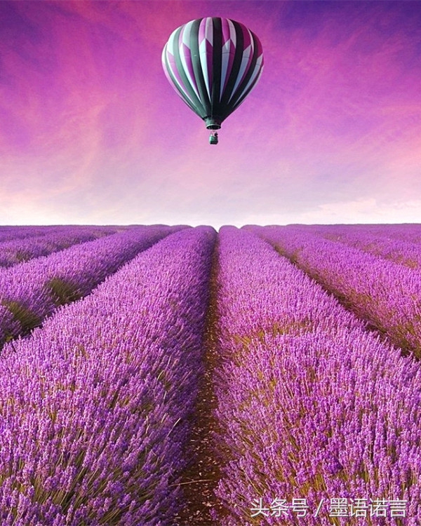 我的爱情该为谁绽放,我的爱情为谁而活