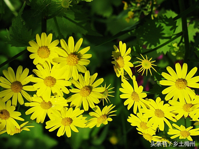 小孩长痱子能用艾草水洗吗,一岁宝宝长痱子可以洗十滴水吗