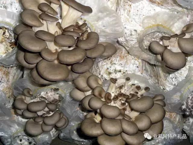 食用菌系列介绍,无添加7款菌菇