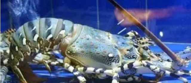 厦门的虾,厦门有哪几种虾