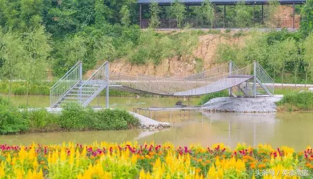 刘家旺普罗旺斯薰衣草花海,法国普罗旺斯薰衣草花海唯美视频