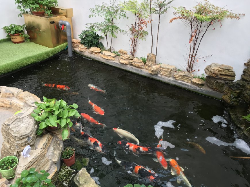 鱼池过滤品牌,鱼池过滤设备哪种好