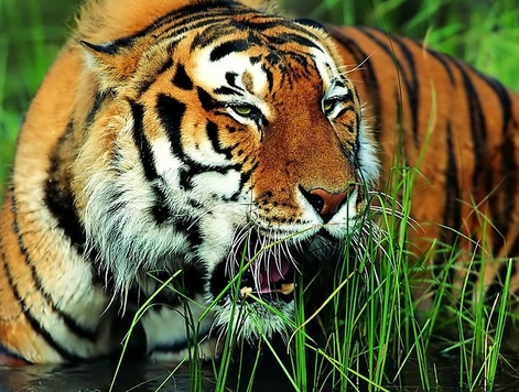 属虎的五月有什么大事,属虎的今日大事